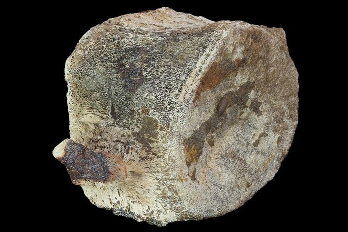 Hadrosaur (Edmontosaurus) Vertebra - Montana #100916